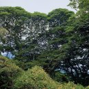 완도 맹선리 상록수림 이미지