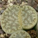 Lithops C381 ~ C390 이미지