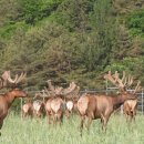 치악산 사슴농장 이미지