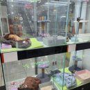 러블리캣독 의정부고양이분양 강아지분양 이미지