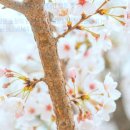 사주로 배우는 삶의 지혜 이미지