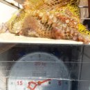 부경호 이미지