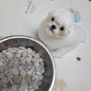 벳전문약국 이미지