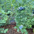 가치마루농장 이미지