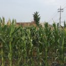 송용리2 이미지