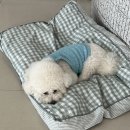 댕댕가르텐 강아지애견유치원호텔 이미지