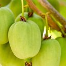 다래가든 이미지