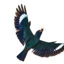 아리랑이발관 이미지