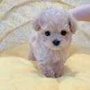 디어퍼피 이미지