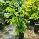 황금이식물원 이미지