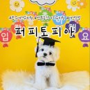 알로하 강아지유치원 호텔 | 광주 애견유치원 추천, 쌍촌동 강아지 유치원 퍼피토피아 애견 호텔 이용 후기