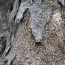 괴산 화양구곡 계곡길 - 아홉가지 자연의 비경을 만나다. 이미지