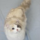 봉봉캐터리 이미지