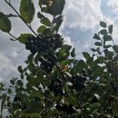 샘골농원 이미지