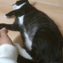 행담 동물병원 이미지