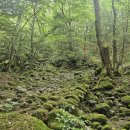 한라산둘레길 수악길 이미지