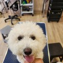 안다펫살롱 이미지