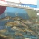 고우리수산 이미지