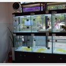 더케이펫 강아지분양 이미지