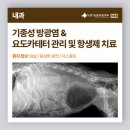 우면동 동물병원 발작 입원 중 혈뇨로 확인된 닥스훈트의 기종성 방광염 치료 사례