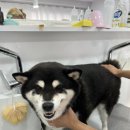 뽀송뽀송강아지미용실 이미지