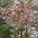 꽃이랑개랑 이미지