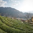 도심다원 이미지