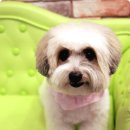 나나 펫 살롱 이미지