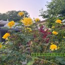 선명행정사사무소 이미지