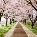 낙동제방 자전거도로 이미지