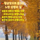 2026.11.6.금 [길+문화] 원통산 노란 자작나무 단풍과 조금은 생소한 황금빛＜백합나무＞단풍 &amp; 진천 길상사/종박물관/판화미술관 이미지