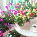 베짱이정원 이미지