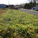 금순 농장 이미지