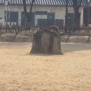 입석 Daum카페