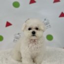 몽스파 | 왕십리 애견미용 몽아띠 왕십리점, 목욕+스파+얼굴컷 후기