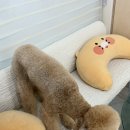 데이케어 | [경기/김포시] 본펫(Bond Pet Planet) 애견유치원 데이케어 후기 🐾 구름이 맡기고 온 솔직 후기