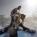 애견세계 이미지