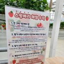스윙베리 | 아이들과 가기 좋은 체험! 화순 스윙베리 딸기체험 솔직후기