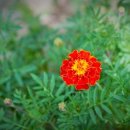 등명락가사 이미지