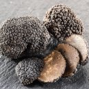 송로버섯(truffle) 이미지