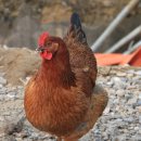 새마을낚시터 이미지