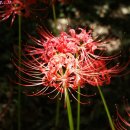 좋은아침 이미지