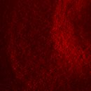 BS PC | Light Sheet Imaging (iDISCO, SHIELD) 후기. 05222025