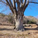 황매산기적길 이미지