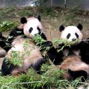 판다팜(생활을 더담다) | 에버랜드 판다세컨하우스 위치, 방문 꿀팁 총정리