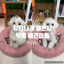 뷰티나개 예쁜냥 이미지