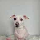 만두네 애견미용실 이미지