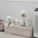 가치있개 이미지