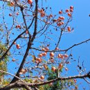 감나무집.홍시 이미지