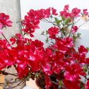 아젤리아 이미지